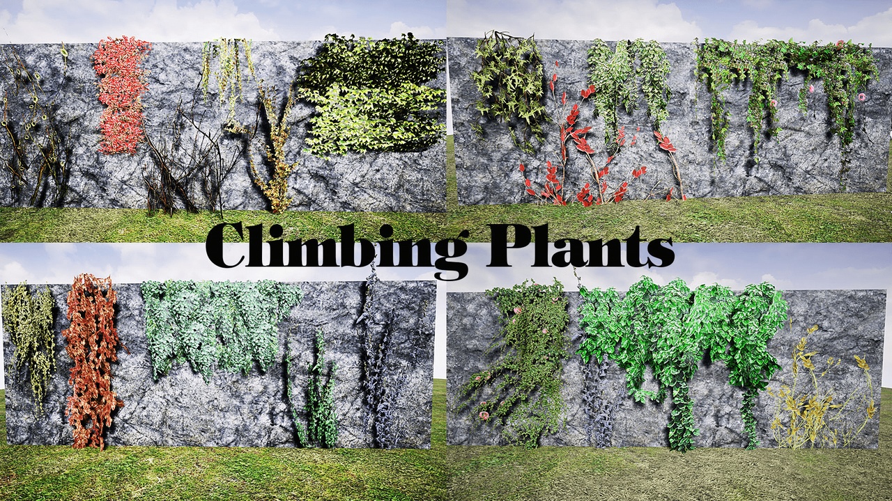 Media 1 for listing Climbing Plants