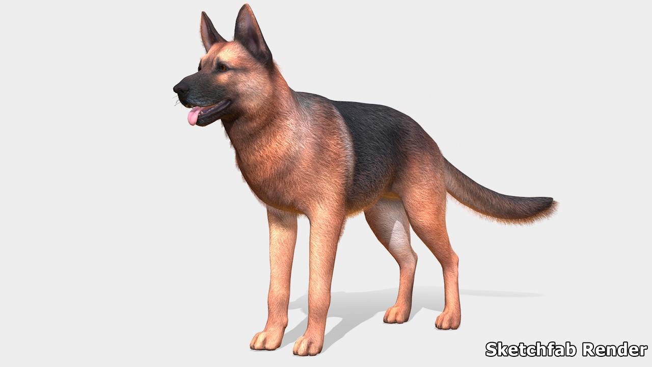 Media 1 for listing Dog - Shepherd