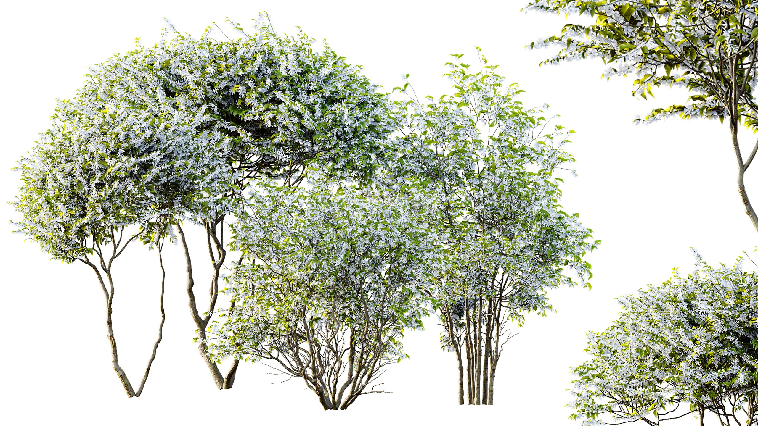 Media 1 for listing AV Spring Amelanchier lamarckii bushes