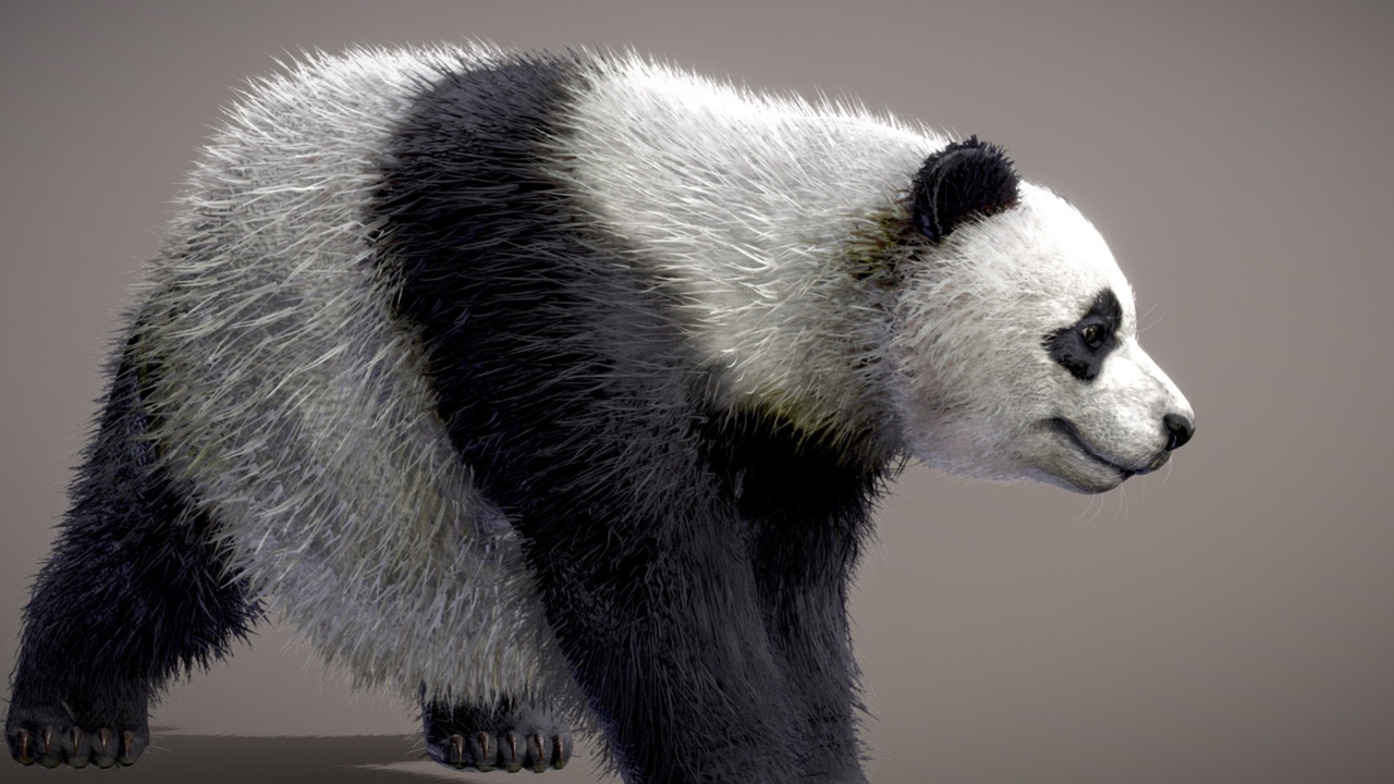 Media 1 for listing Giant Panda