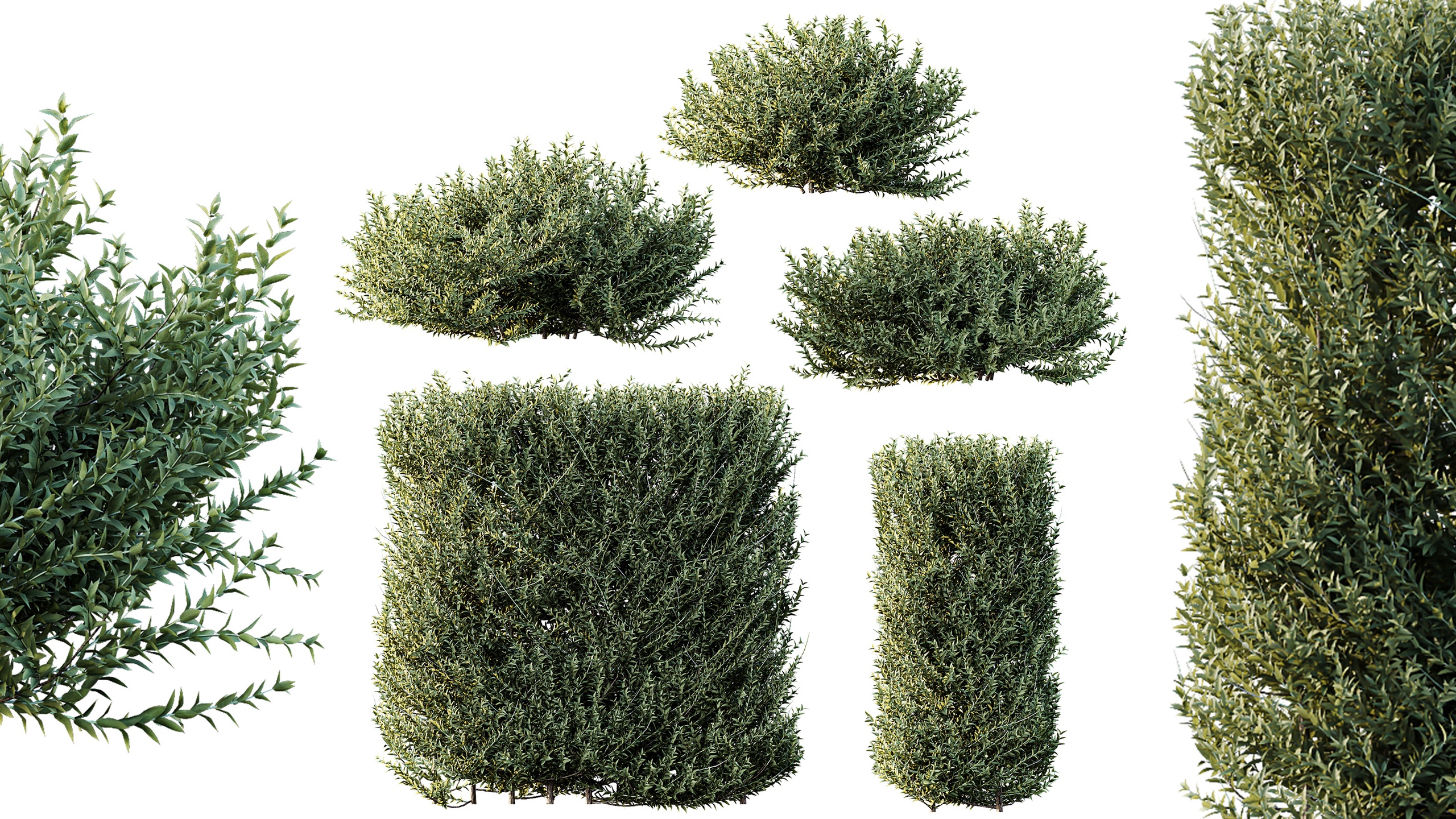 Media 1 for listing AV Gray Box Westringia Fruticosa Coastal Rosemary