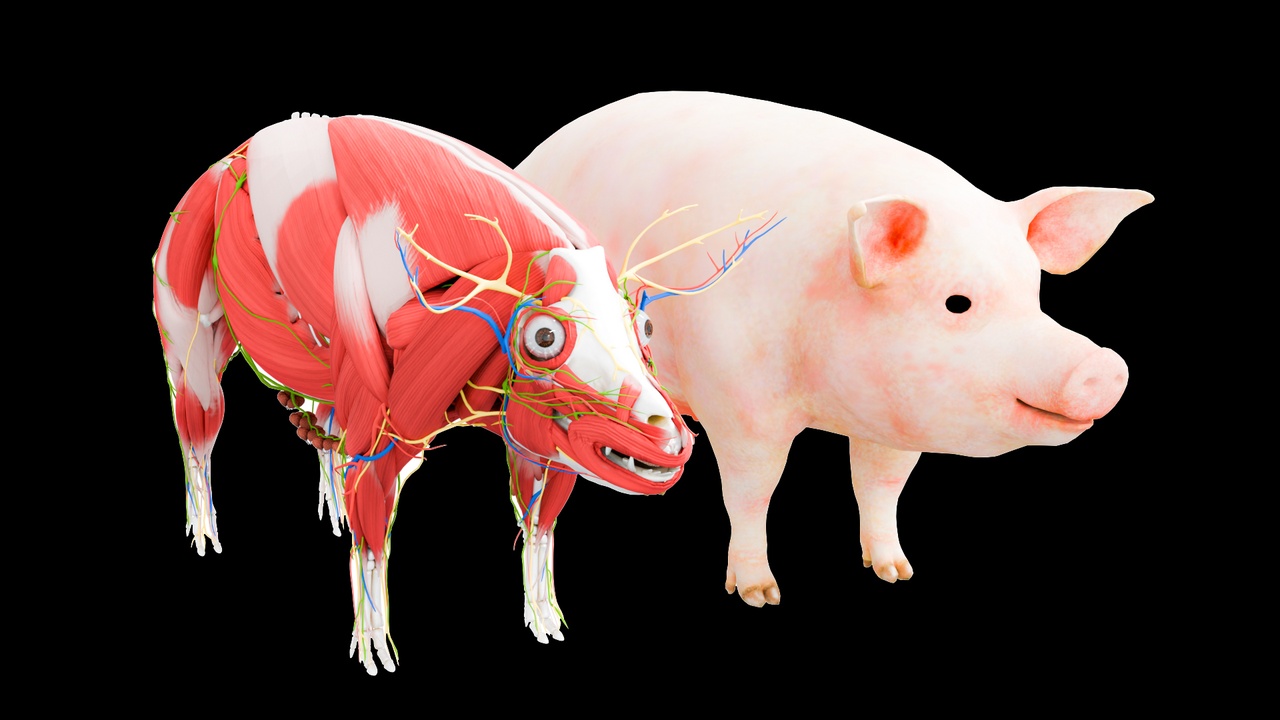 Pig Reference Full Pig Anatomical Structure 3D | Dissection & Veterinary Education | Fab