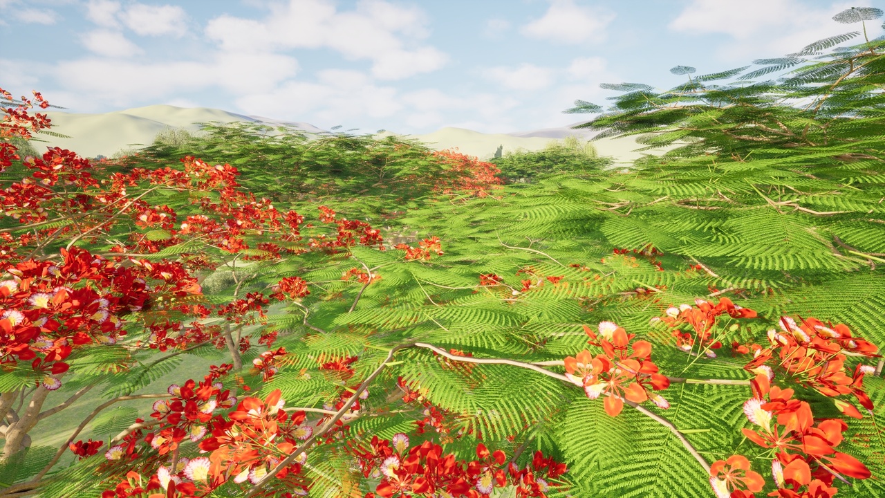 商品 Delonix Regia (Flamboyant) 的媒体 1