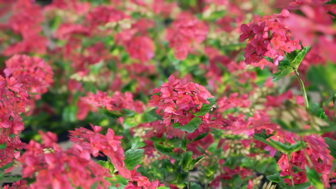 Media 1 for listing Street Garden in JAPAN - 4 Kalanchoe Flower Grass Plant