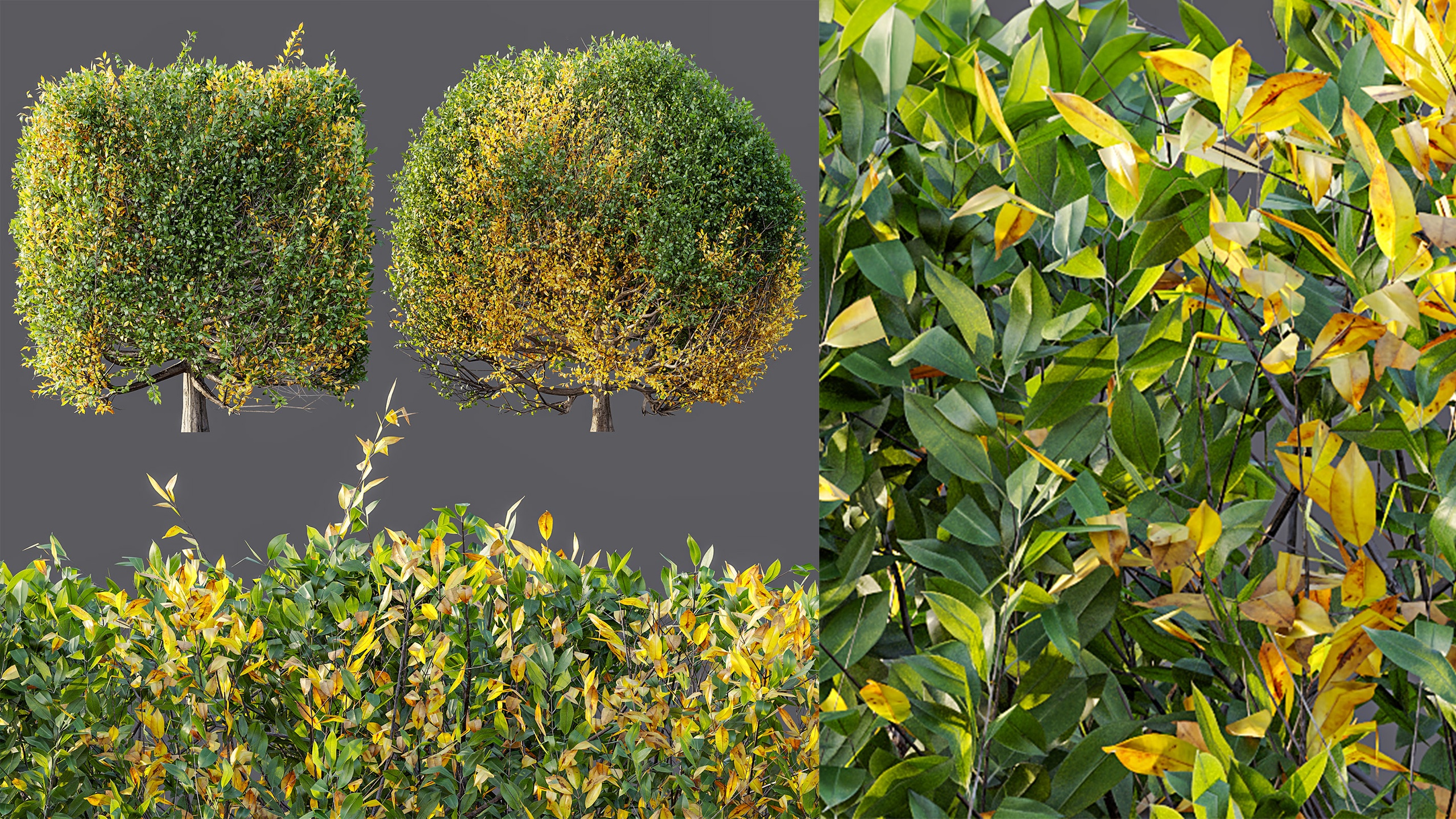 Media 1 for listing AV fall bushes Ligustrum Quihoui Privet Pruned