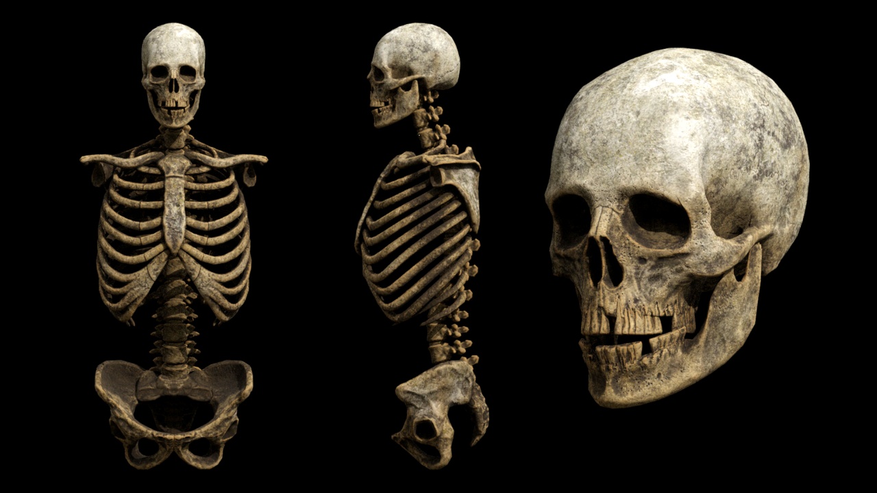 Media 1 for listing Next Gen Skeleton Real Time Game Ready Animated Low-poly 3D model
