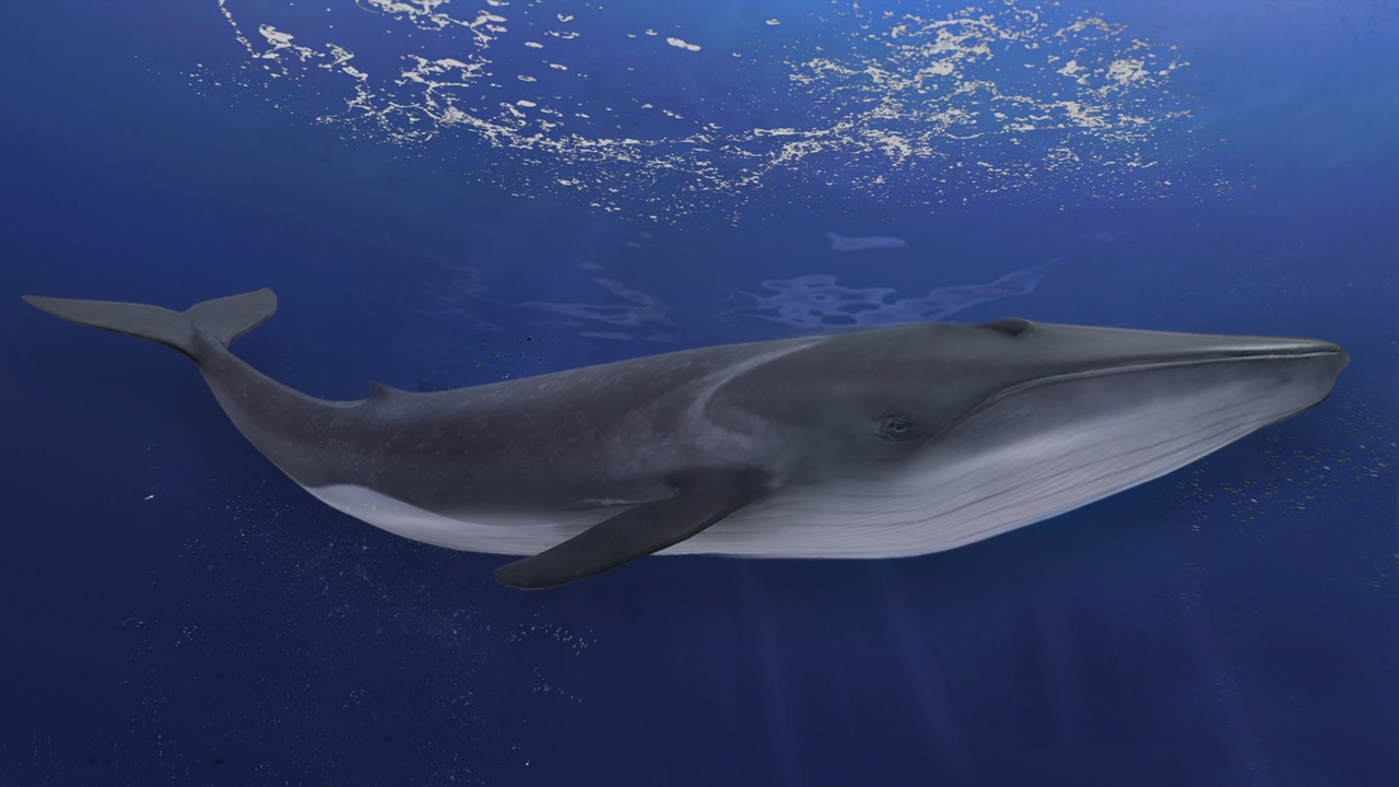 Media 1 for listing Fin Whale Animated