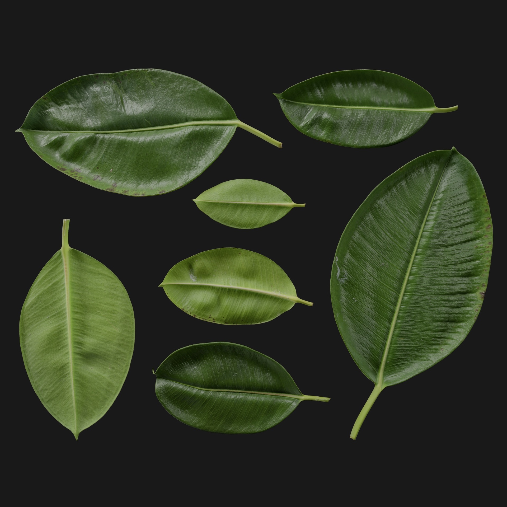 Media 1 for listing Ficus Elastica 09