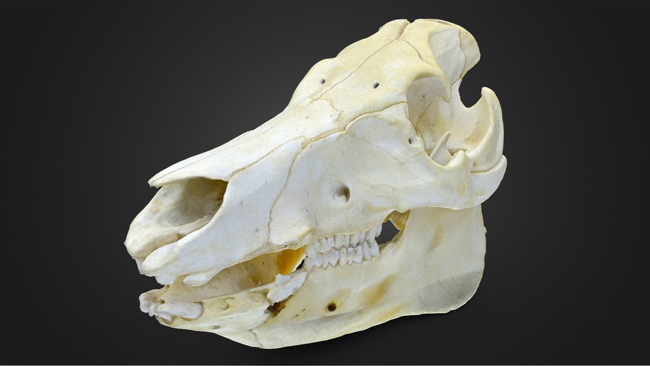 Media 1 for listing Domestic Pig Skull