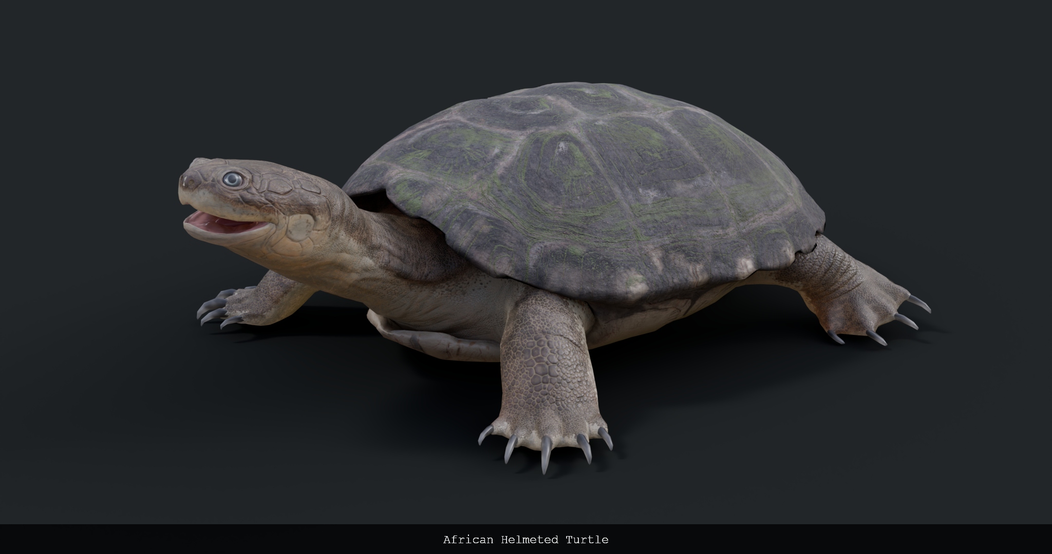 African Helmeted Turtle - rigged | Fab