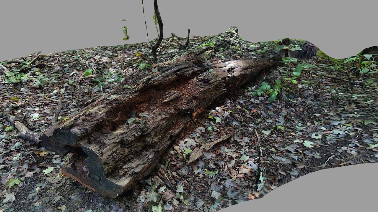 File multimediali per l'articolo Dream Fuel | Fallen Tree: 1