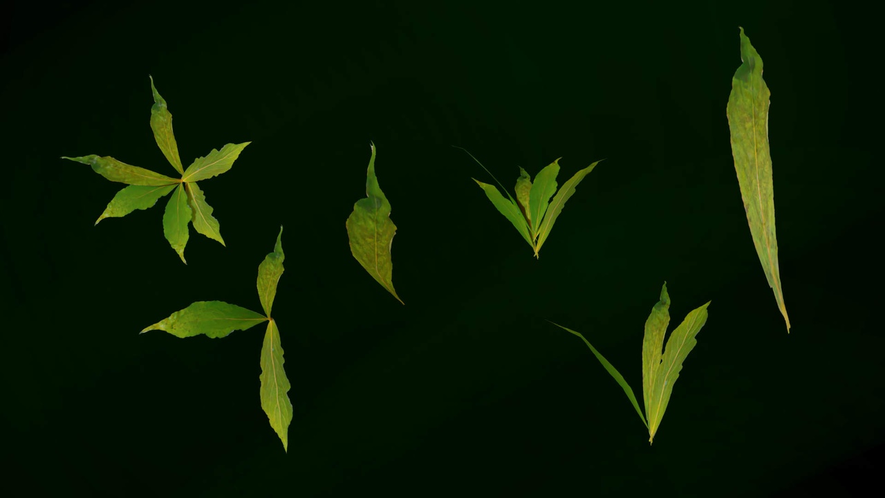 Media 1 for listing Scandinavian Ground Foliage 3D Pack – Game-Ready Foliage Assets