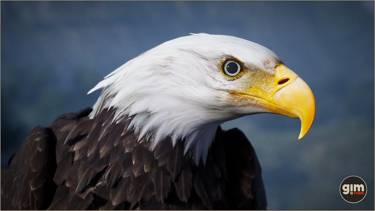 Media 1 for listing Animalia - Bald and Golden Eagle