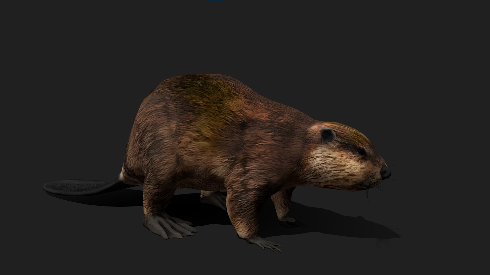 Beaver 3D Model | Fab
