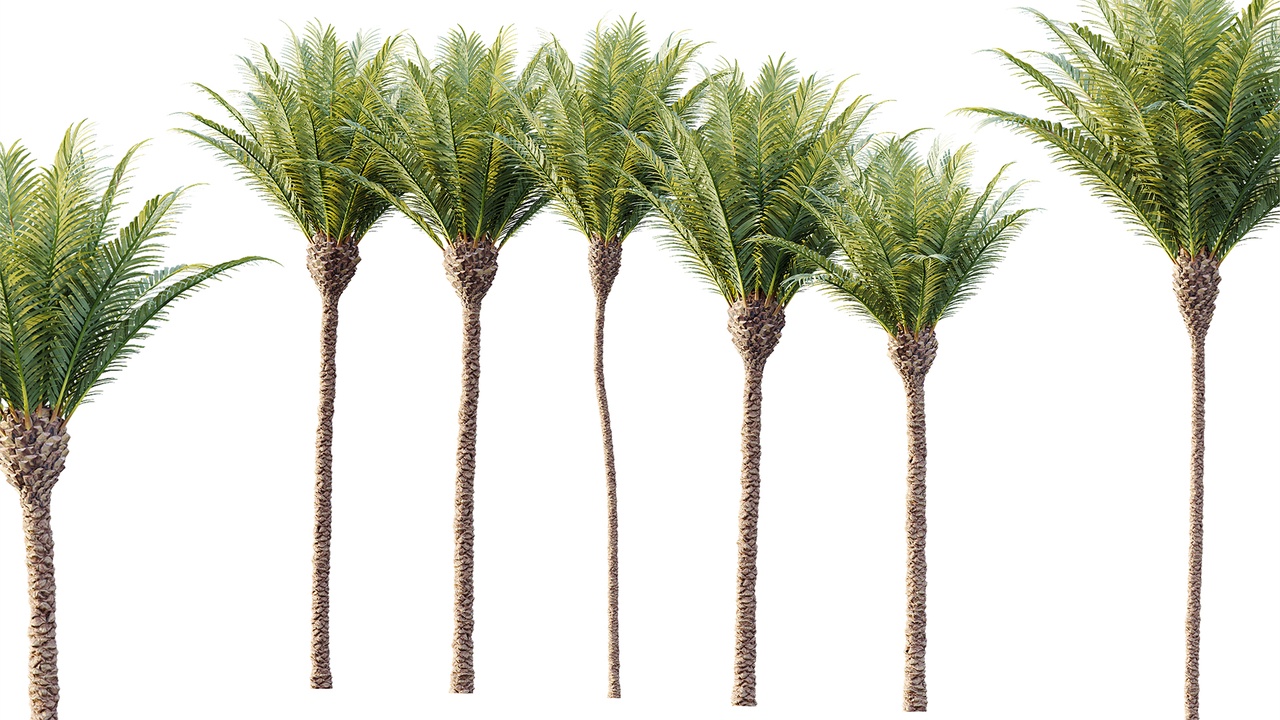 Media 1 for listing AV Plant Phoenix Canariensis Palm Tree 01