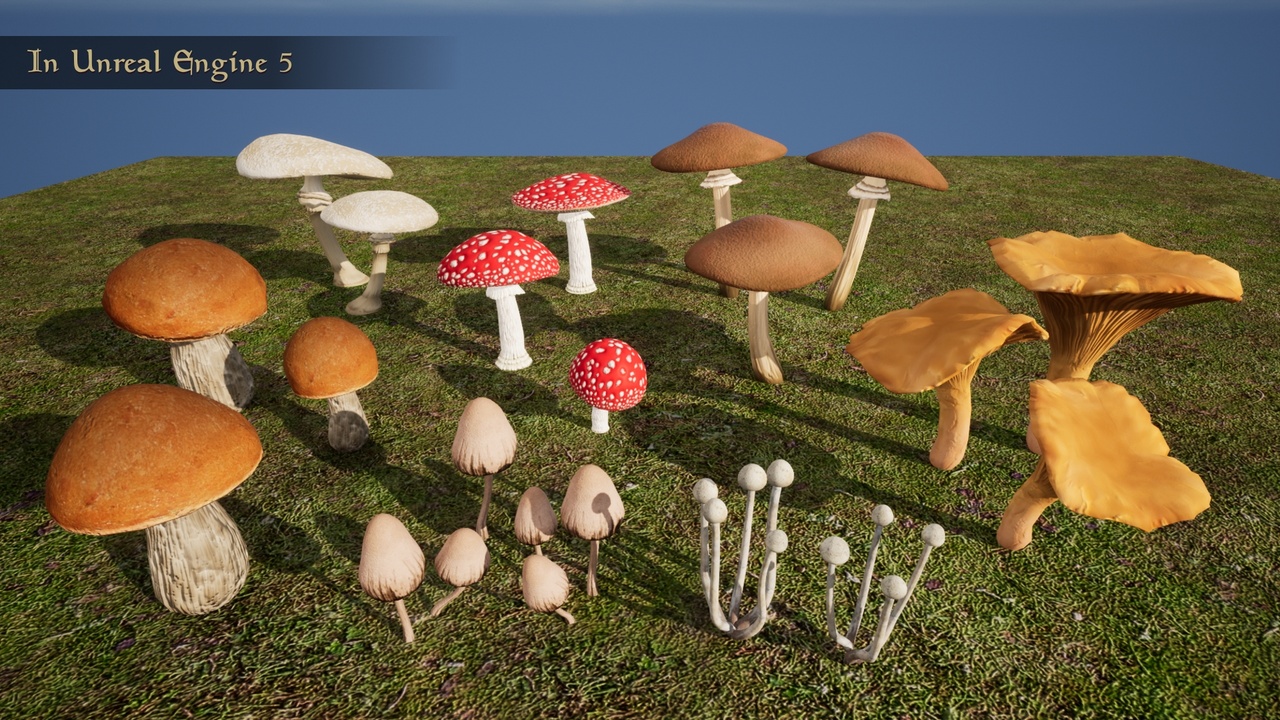 Media 1 for listing Common Mushrooms - Small collection 1