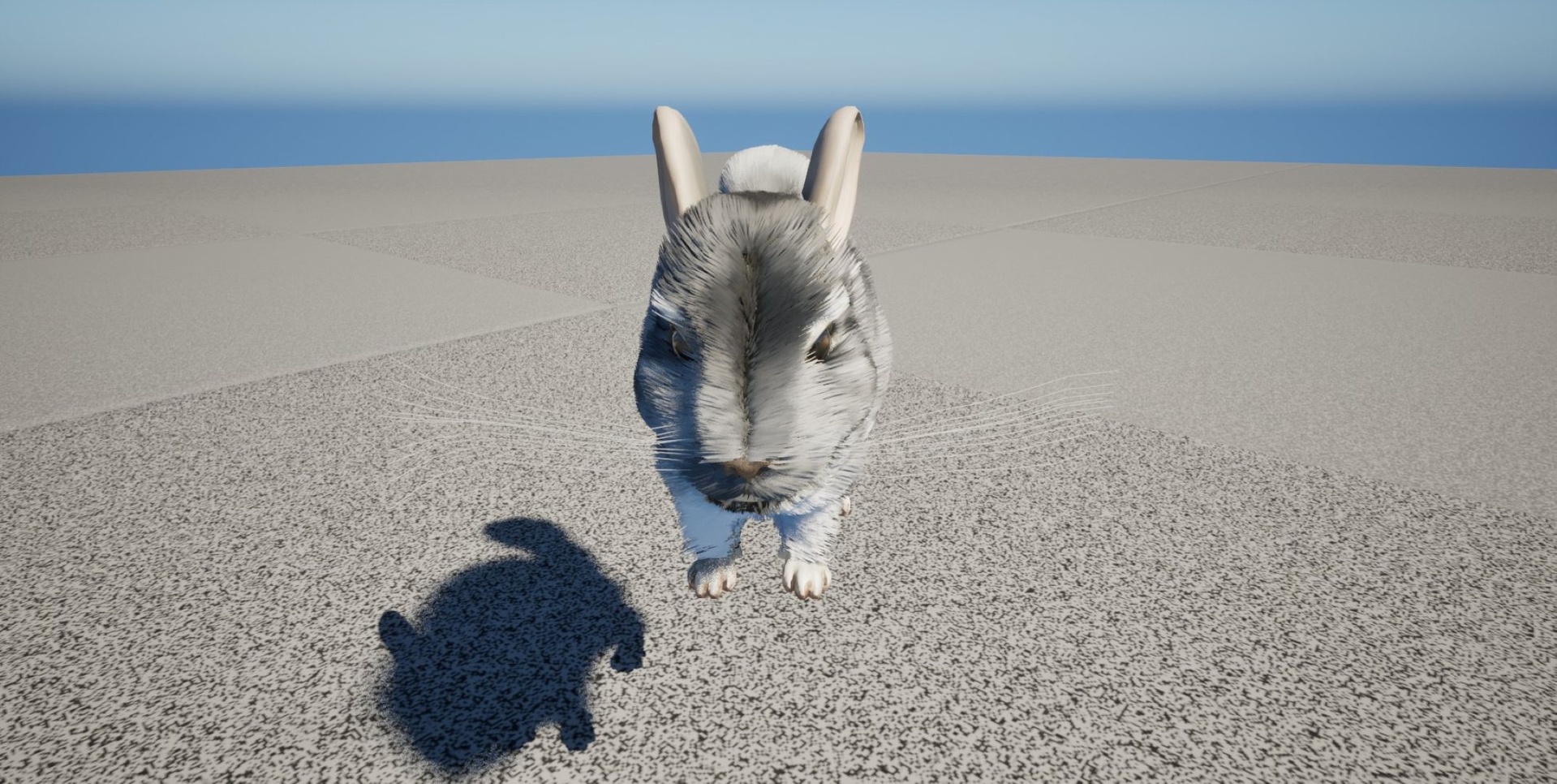 Media 1 for listing Chinchilla