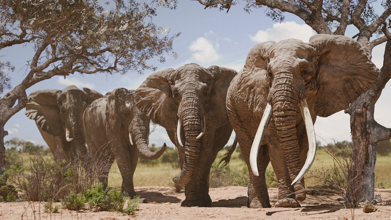 Media 1 for listing Animated 3D Model - African Elephant (bull) - 8K Textures