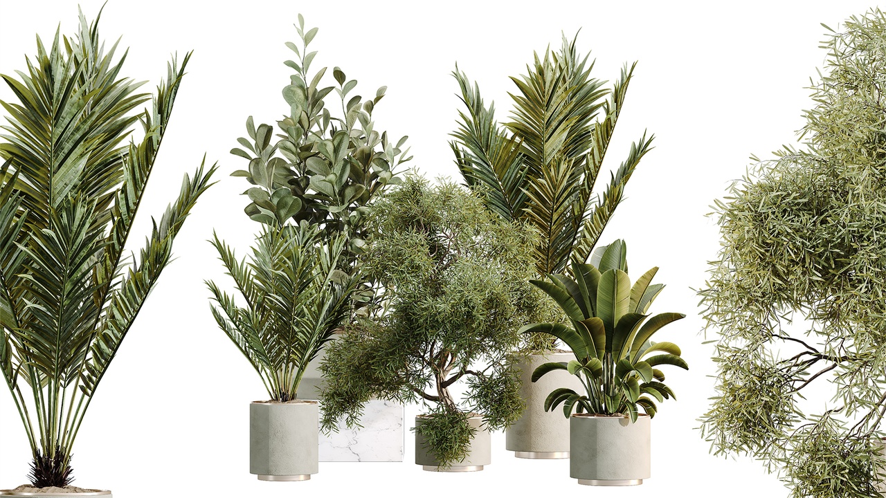 Media 1 for listing AV Indoor Plants Set 604 Banana Cyara Areca Palm Ficus microcarpa Olive