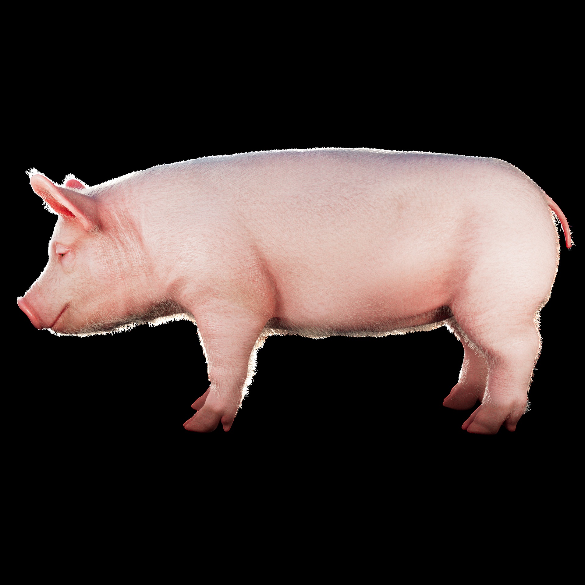 Media 1 for listing Pig Hyper-realistic Low-poly 3D model