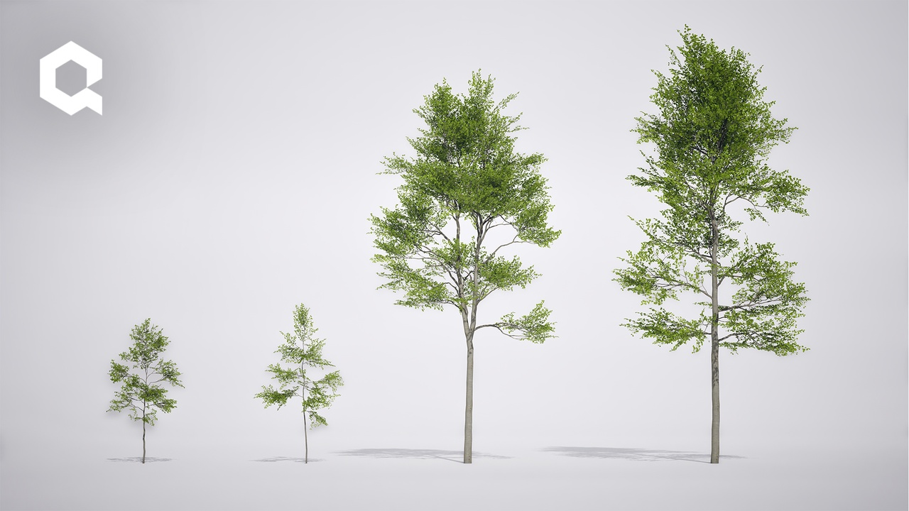 Media 1 for listing Megaplants: European Beech