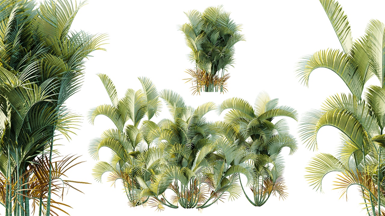 Media 1 for listing AV Plant Chrysalidocarpus Lutescens Palm Bush 01