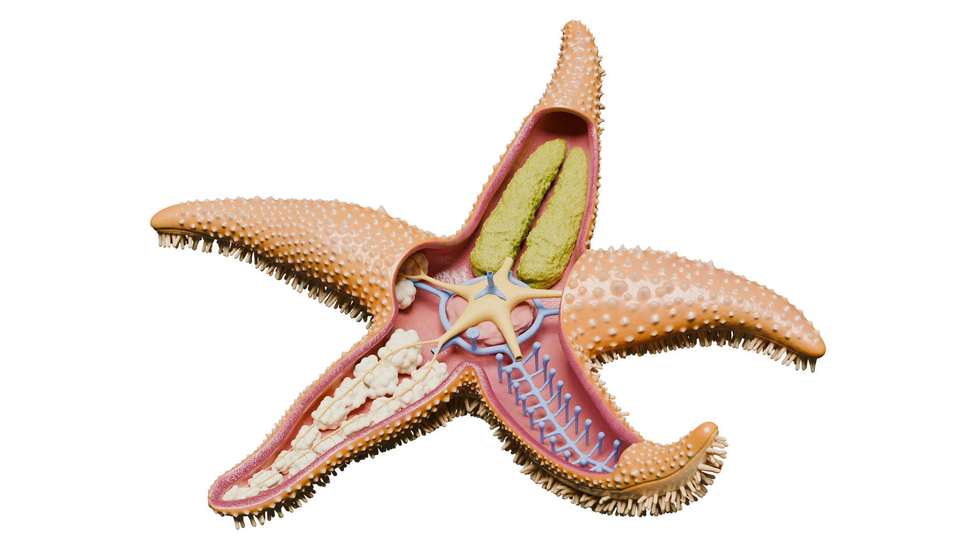 Starfish Ray Starfish Sea Star Anatomy | Fab