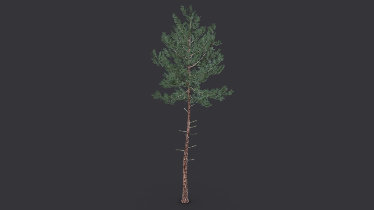 Média 1 pour l'article Pine Tree