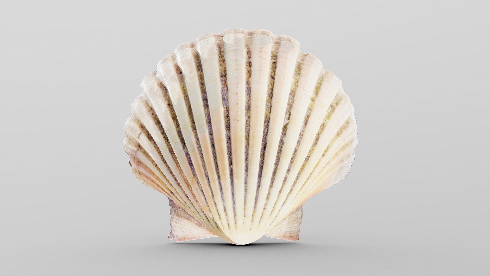 Scallop Sea Shell | Fab