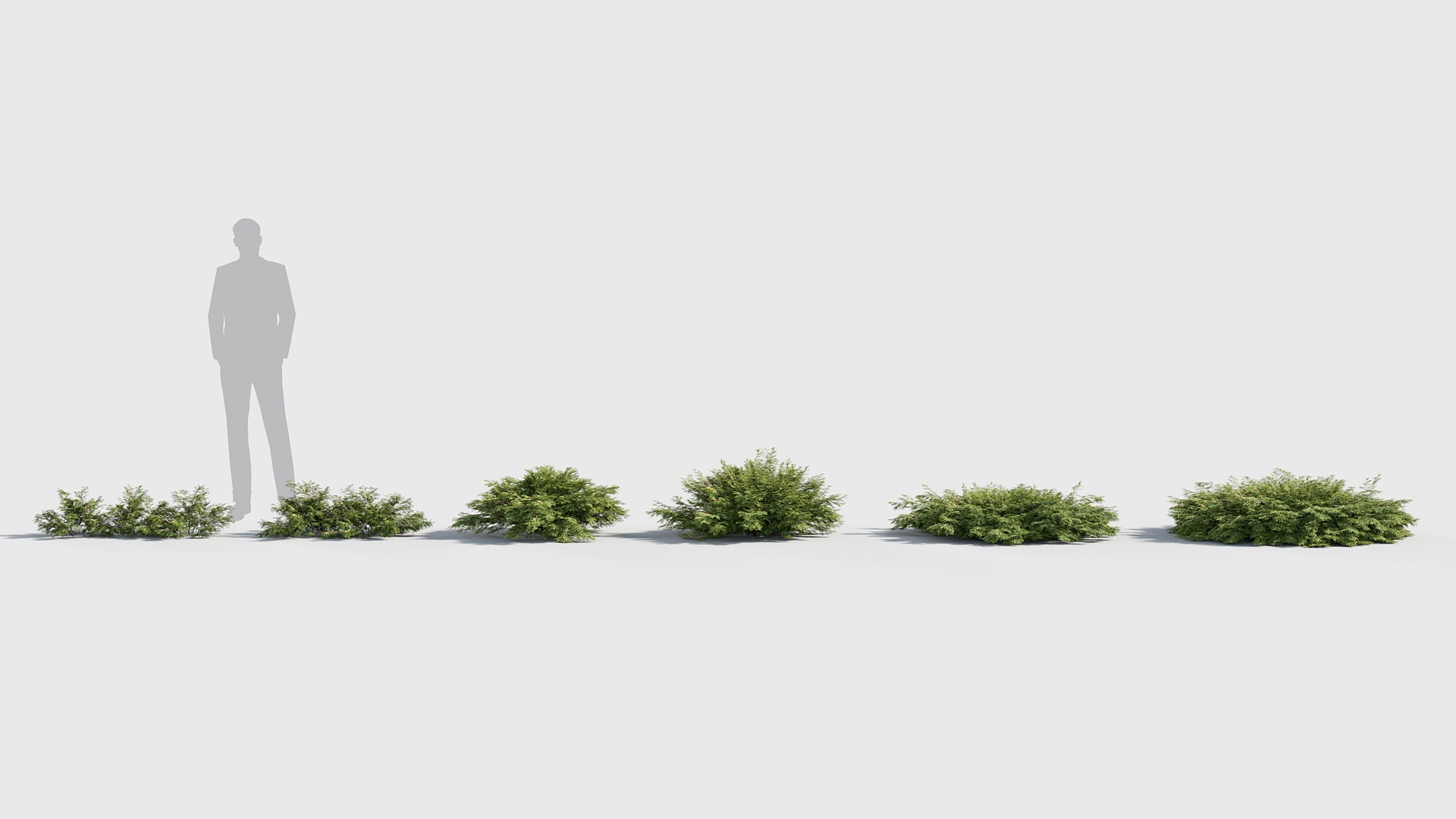 Media 1 for listing Juniperus sabina - Savin juniper