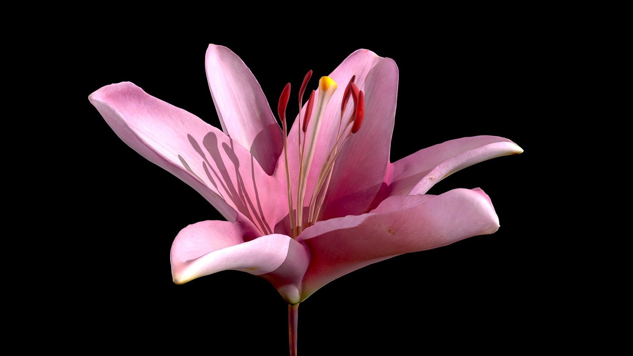 Media 1 for listing Pink Lily