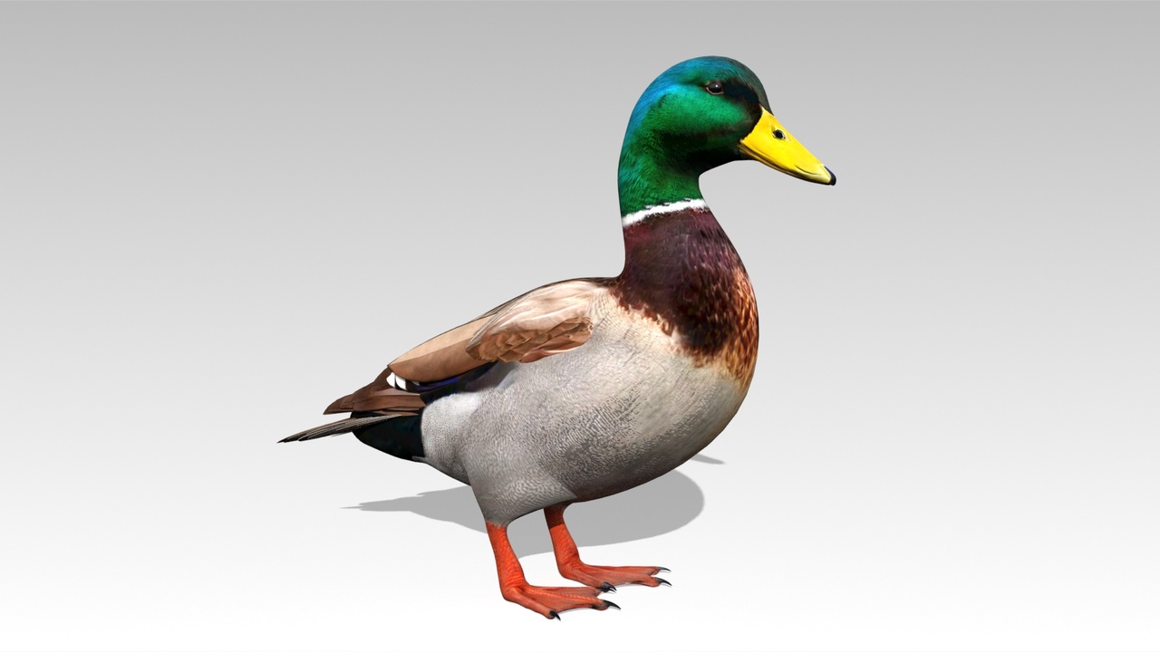 Media 1 for listing Mallard Duck