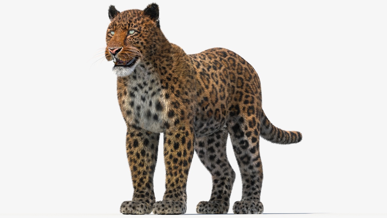 Media 1 for listing Leopard 3D Model with Fur