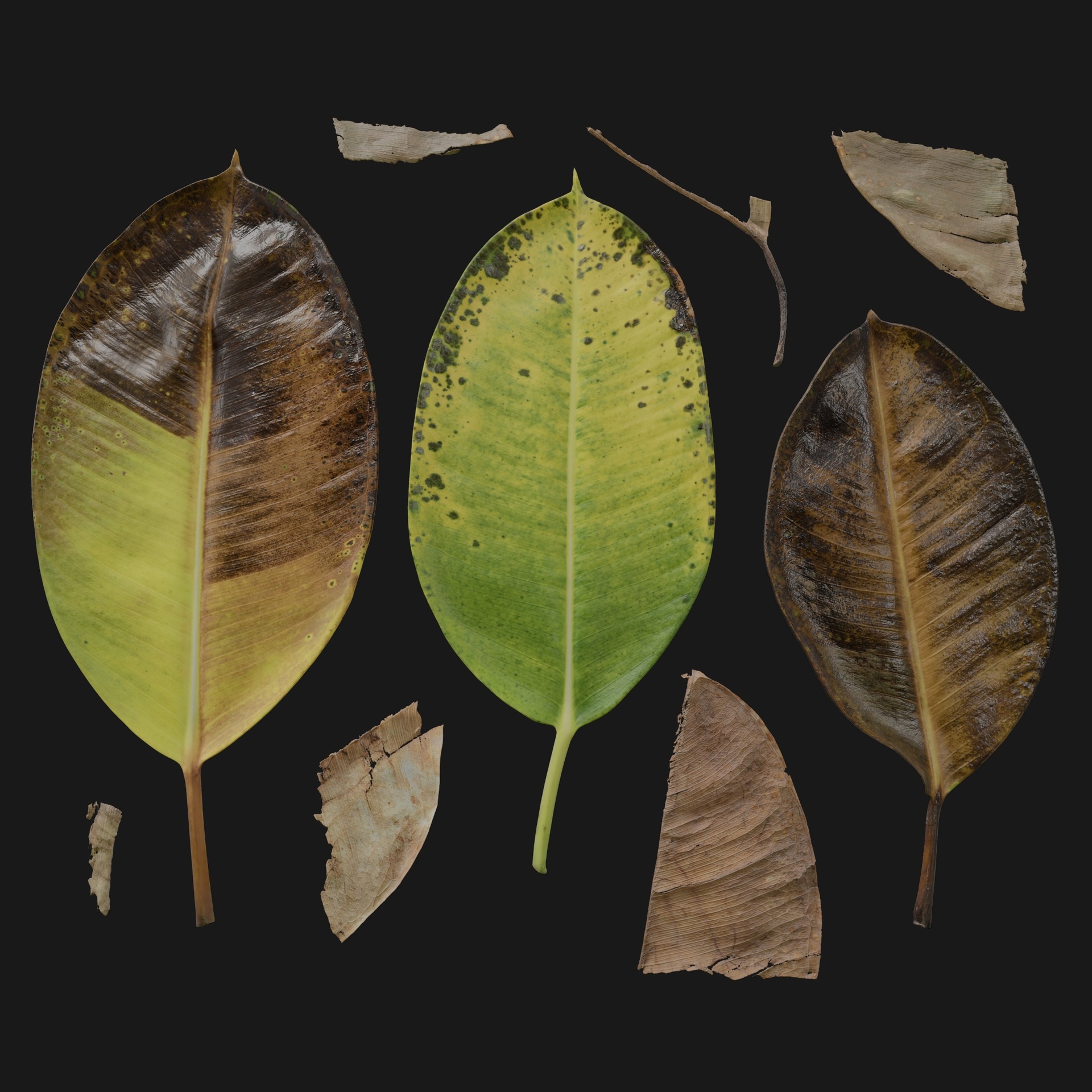 Media 1 for listing Ficus Elastica 06