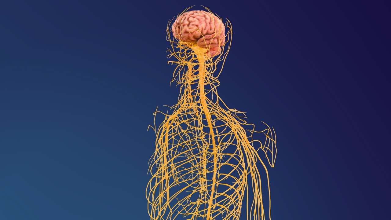 Media 1 for listing Human Nervous System (3D Model)