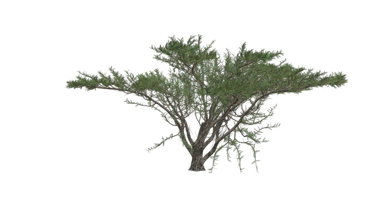 Media 1 for listing Umbrella Thorn Tree #05