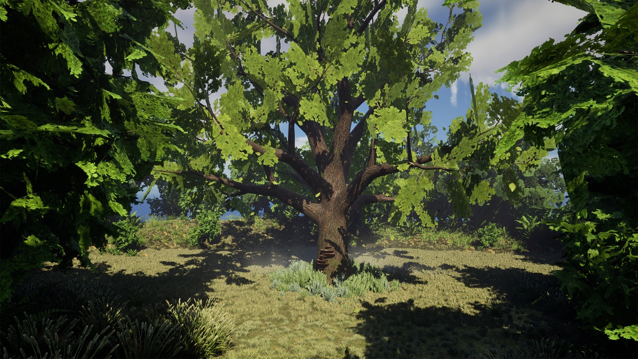 Media 1 for listing Deciduous Forest
