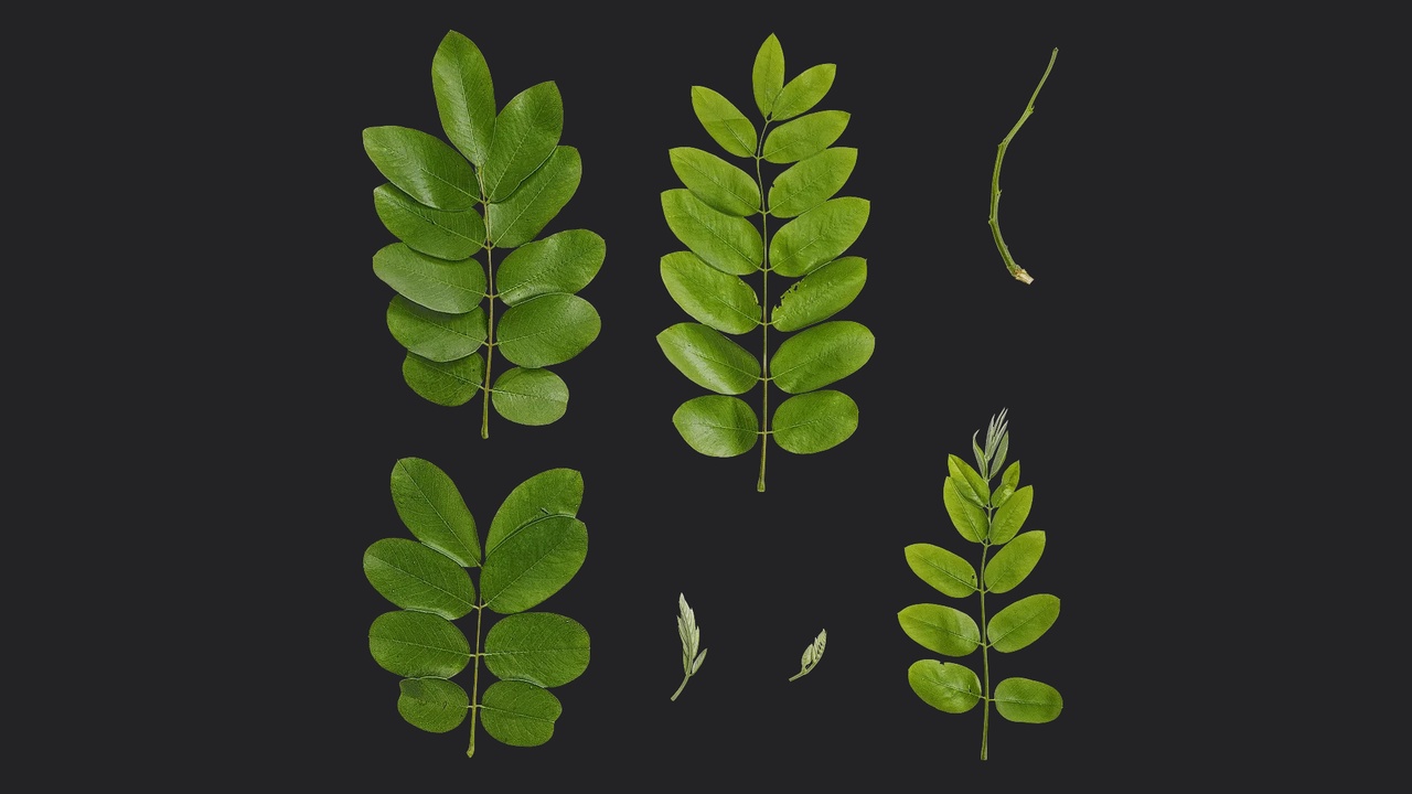 Media 1 for listing Cassia javanica Leaf 03