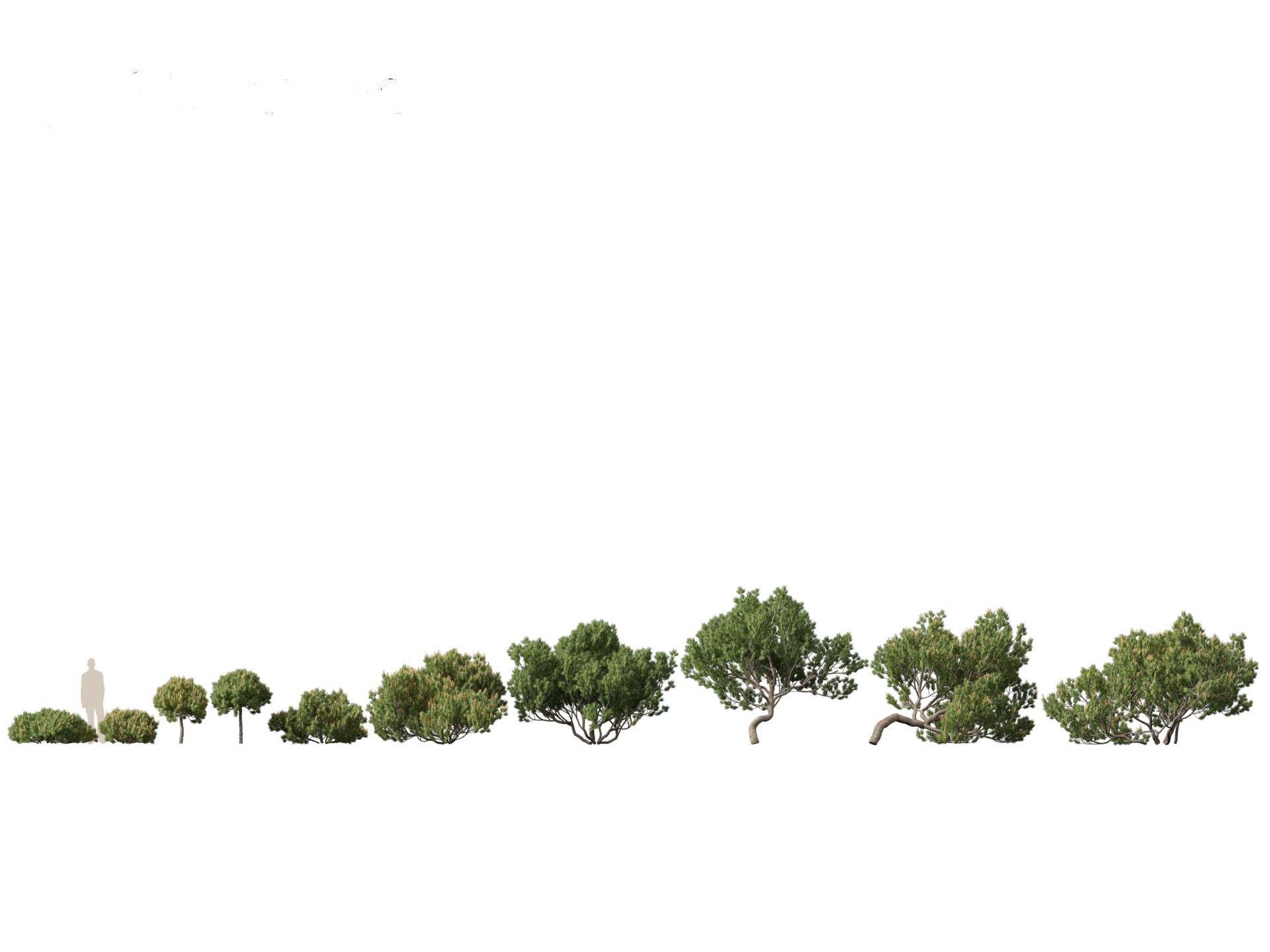 Media 1 for listing Pinus mugo - Swiss mountain pine