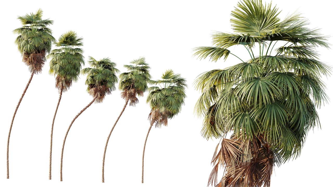 Media 1 for listing AV Plant Washingtonia Robusta 6 Palm Tree 02