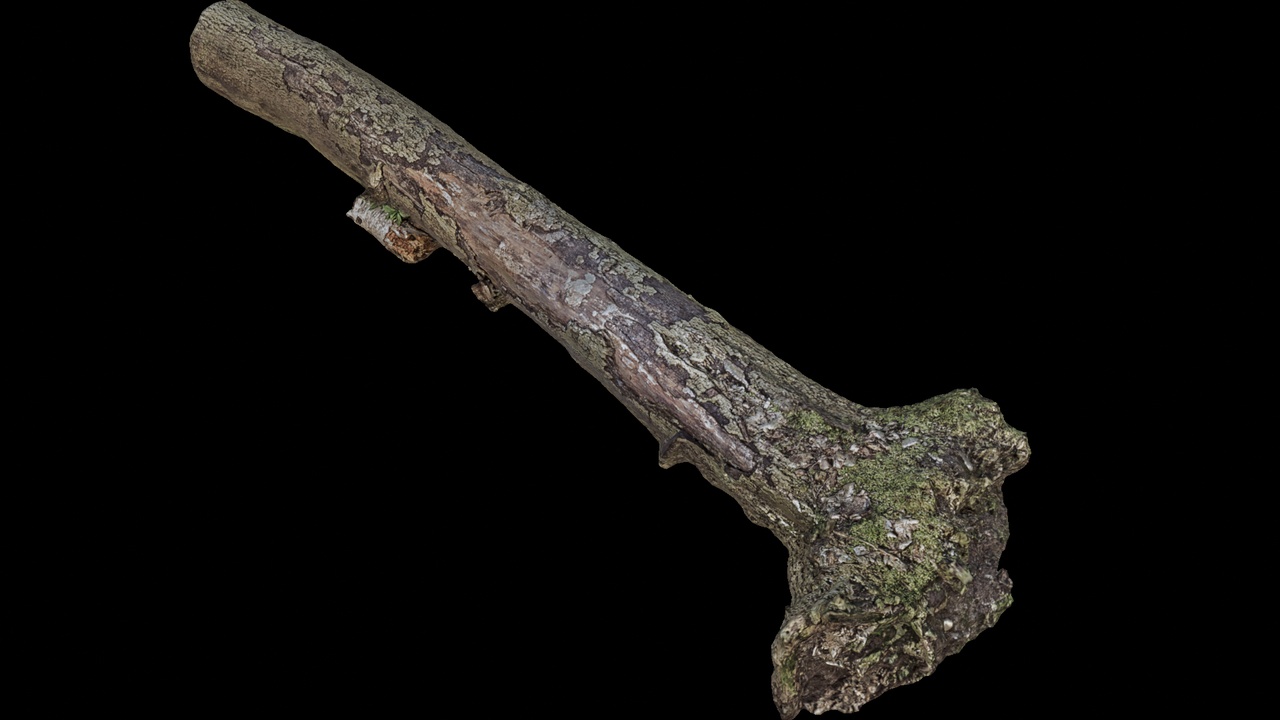 Media 1 for listing Mossy Tree Trunk Segment