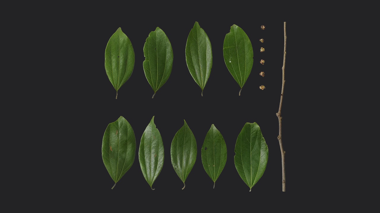 Media 1 for listing Cinnamomum japonicum Atlas 03