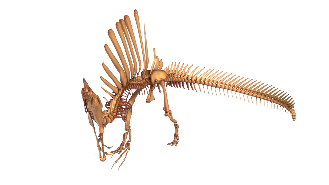 Media 1 for listing Spinosaurus Skeleton – Fully Rigged Prehistoric Predator