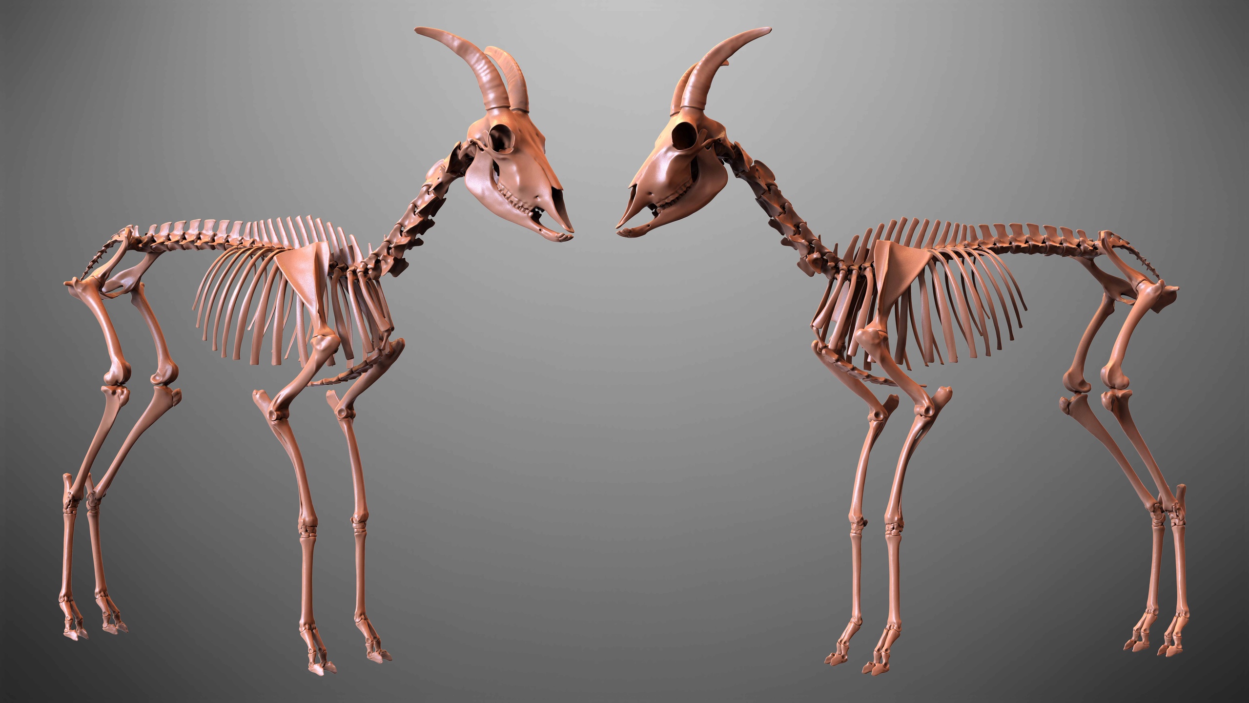 Mountain Goat Skeleton 3D Model 제품 등록을 위한 미디어 1개