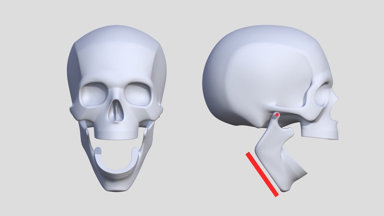 Media 1 for listing The Human Skull: Range of Motion of the Jaw bone