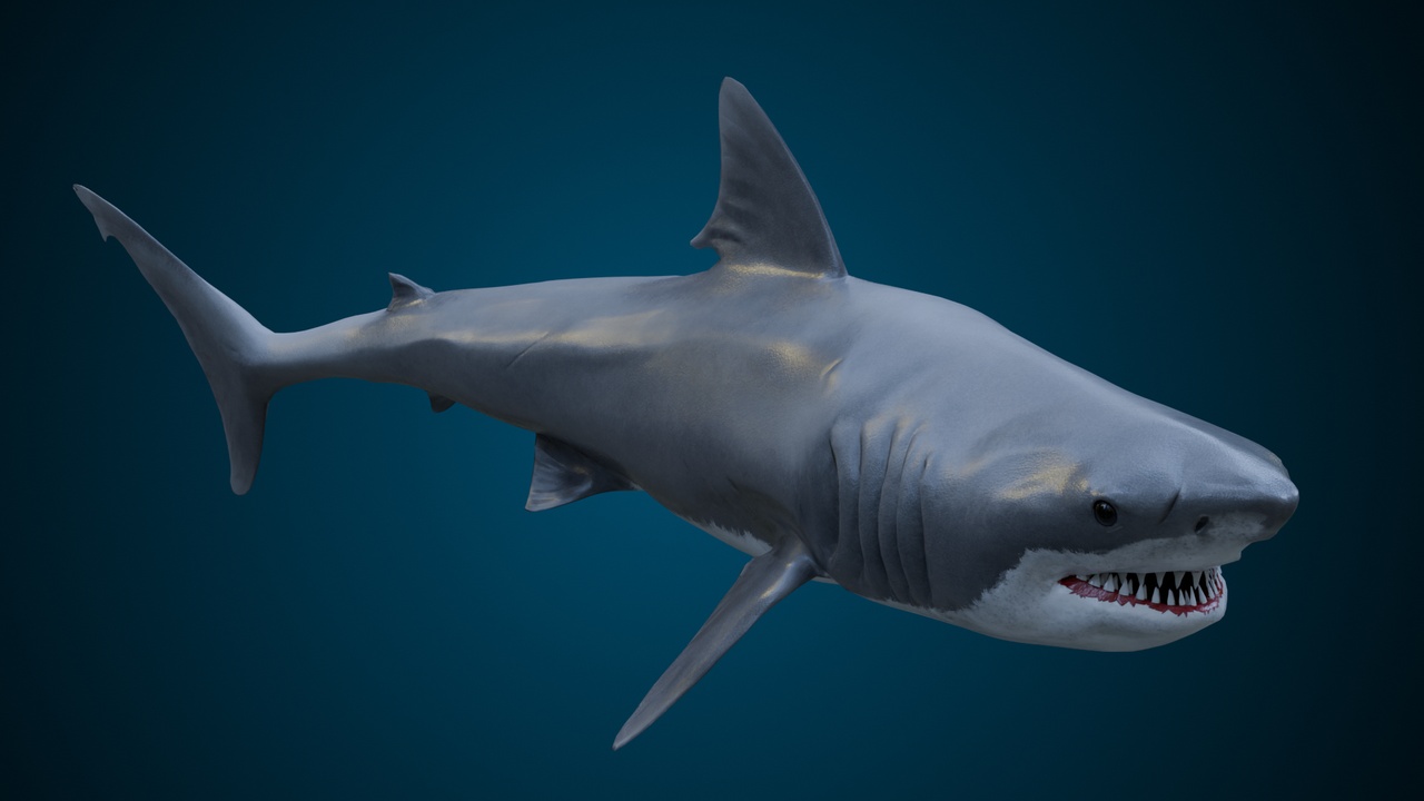 Media 1 for listing Animated Shark (03)