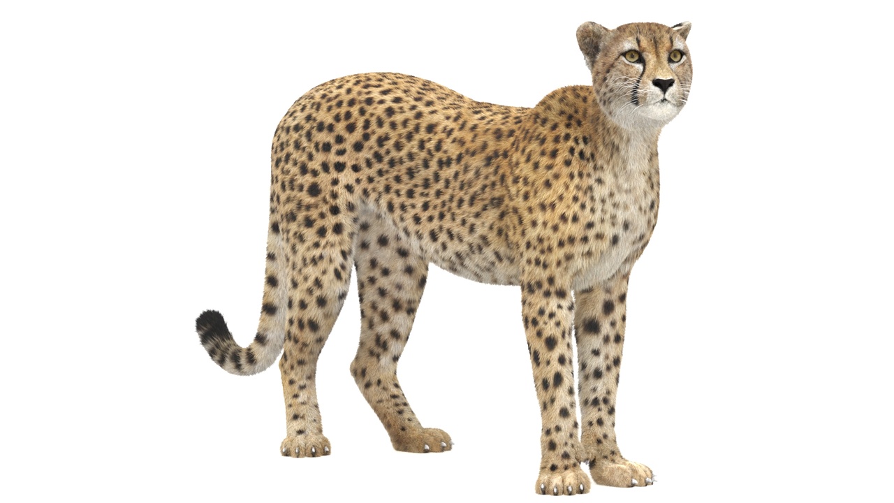 Media 1 for listing Rigged Cheetah 3D Model - Hair and Fur