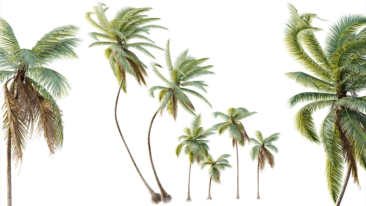 Media 1 for listing AV Plant Cocos Nucifera Palm Tree 01
