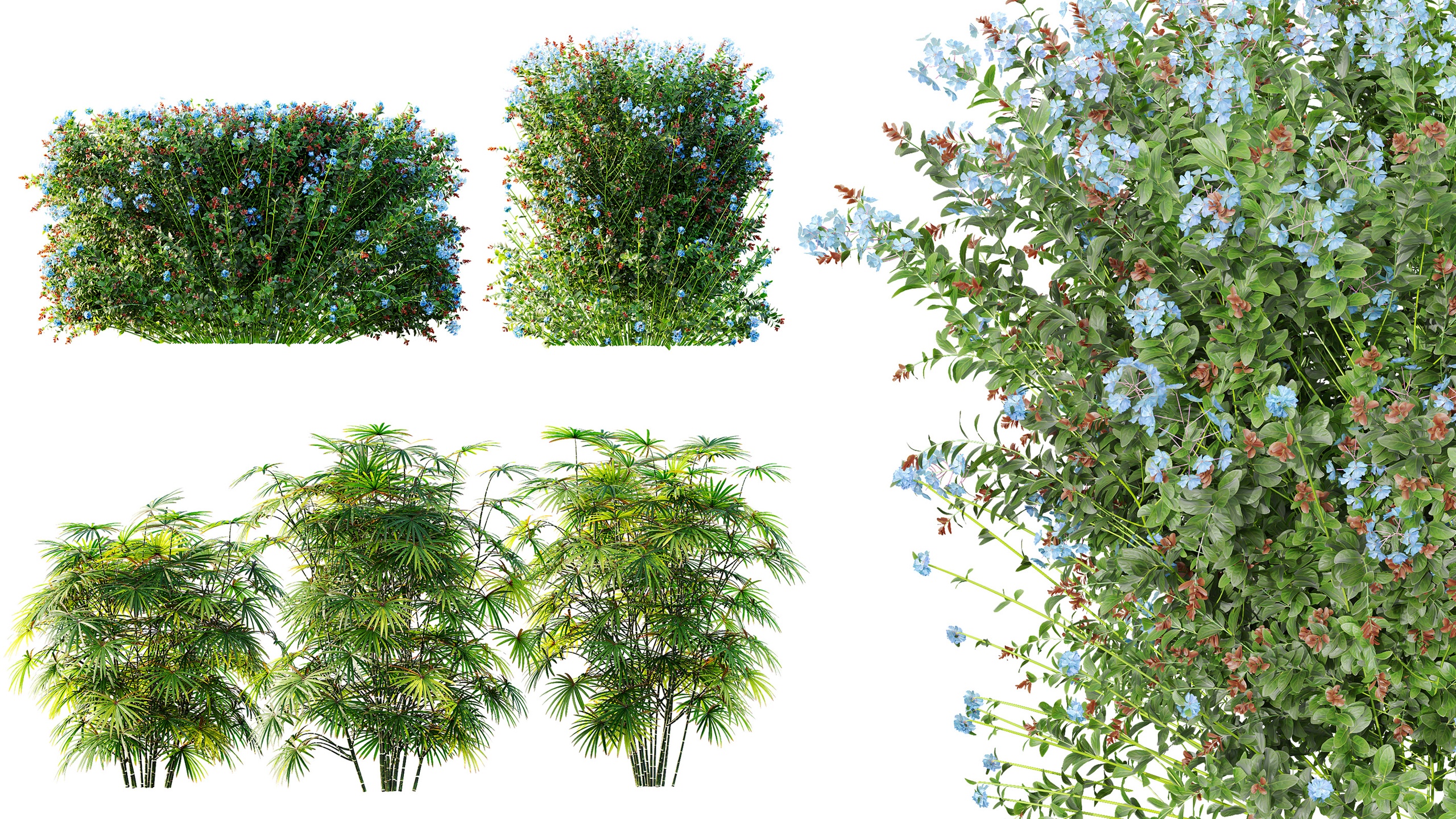 Media 1 for listing AV Rhapis Excelsa and Ceratostigma Plumbaginoides Bleiwurz Box