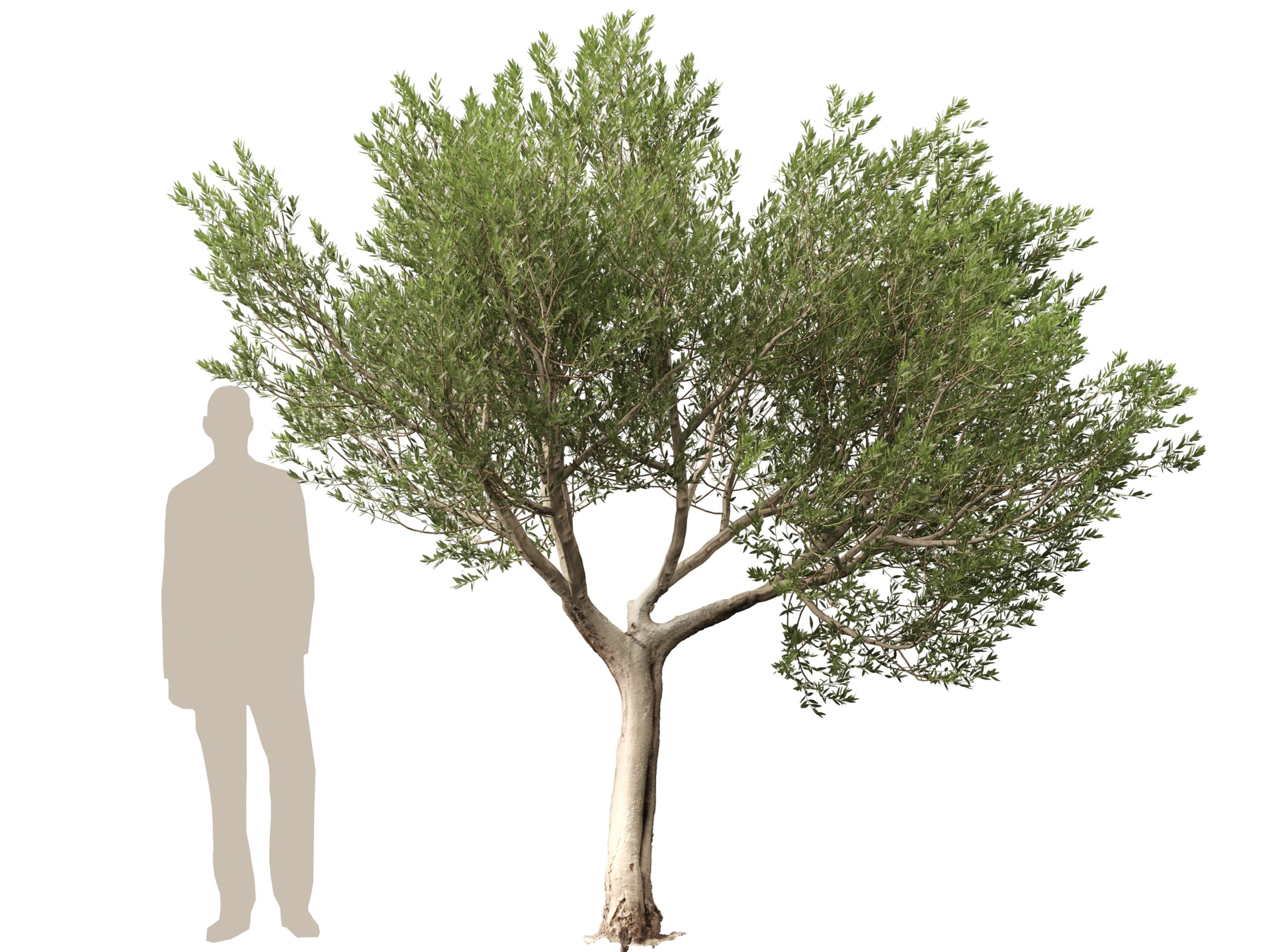 Media 1 for listing (Highpolylow Poly) Scanned Olea Europaea - Common Olive 14